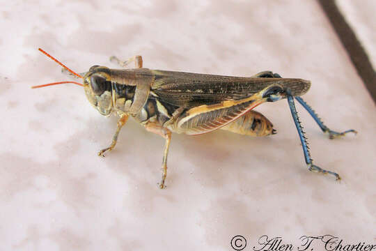 Melanoplus lakinus (Scudder & S. H. 1878)的圖片