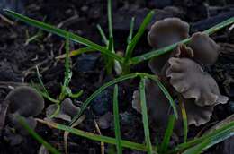 Image of Arrhenia acerosa (Fr.) Kühner 1980