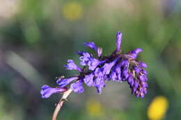 Image of Wulfenia