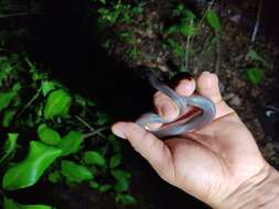 Image of Mexican burrowing pythons