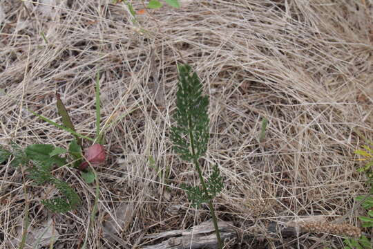 Image of Cuman ragweed