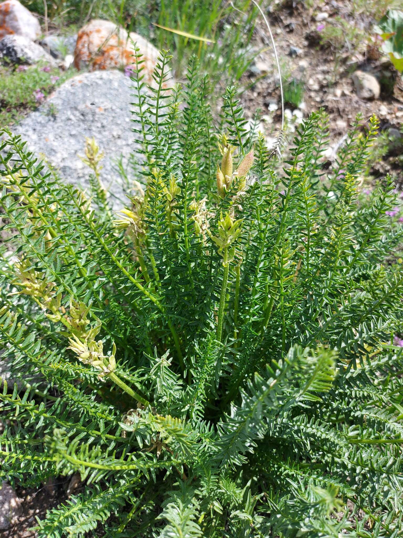 Oxytropis muricata (Pall.) DC. resmi