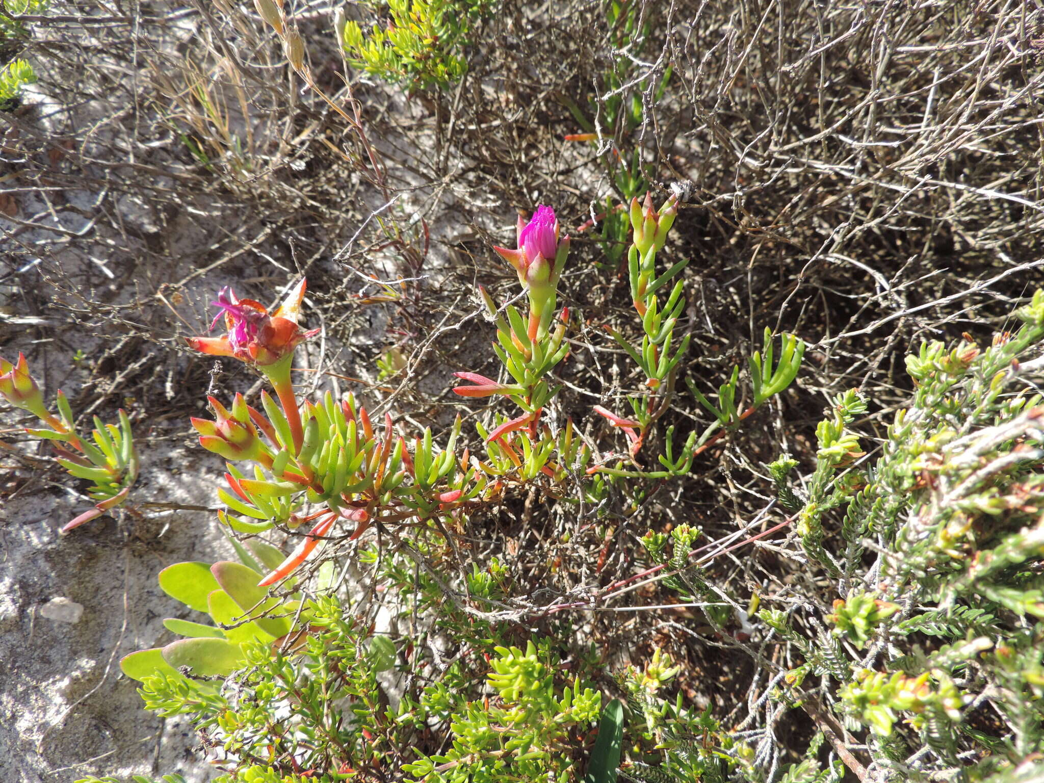 Image of Lampranthus tenuifolius (L.) N. E. Br.