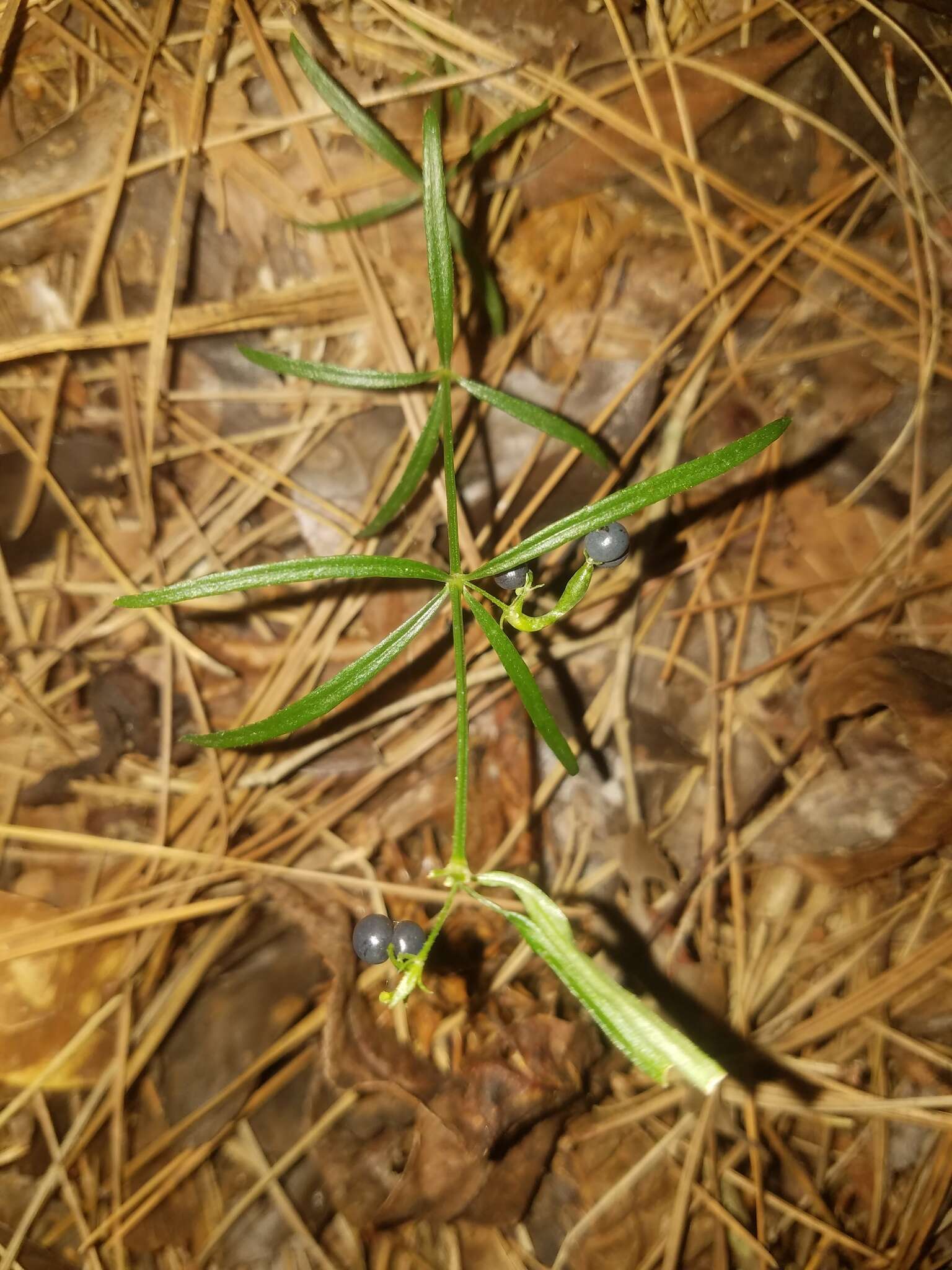 Plancia ëd Galium uniflorum Michx.