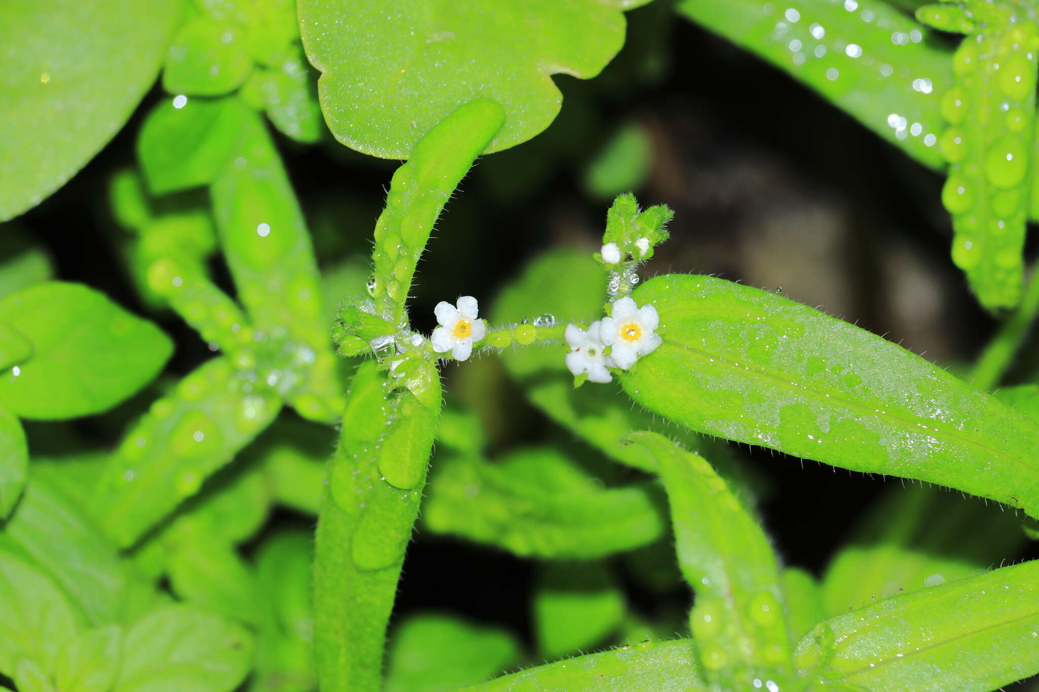 Слика од Cryptantha limensis (A. DC.) I. M. Johnst.