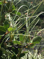 Image of Birch-leaf Mountain-mahogany