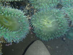 Image of giant green anemone