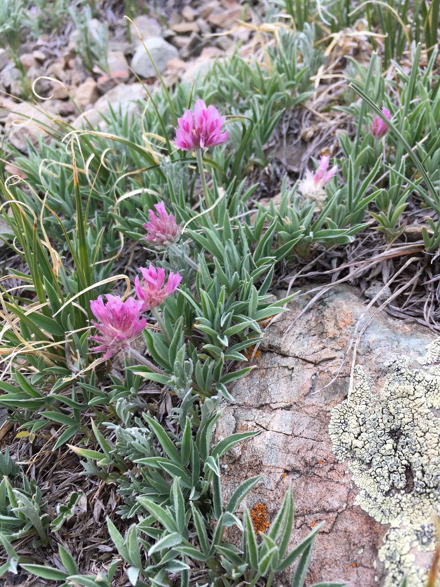 Plancia ëd Trifolium attenuatum Greene