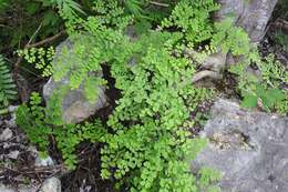 Image of Adiantum braunii Mett. ex Kuhn