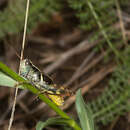 Melanoplus franciscanus Scudder & S. H. 1899 resmi