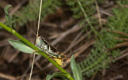 Melanoplus franciscanus Scudder & S. H. 1899的圖片