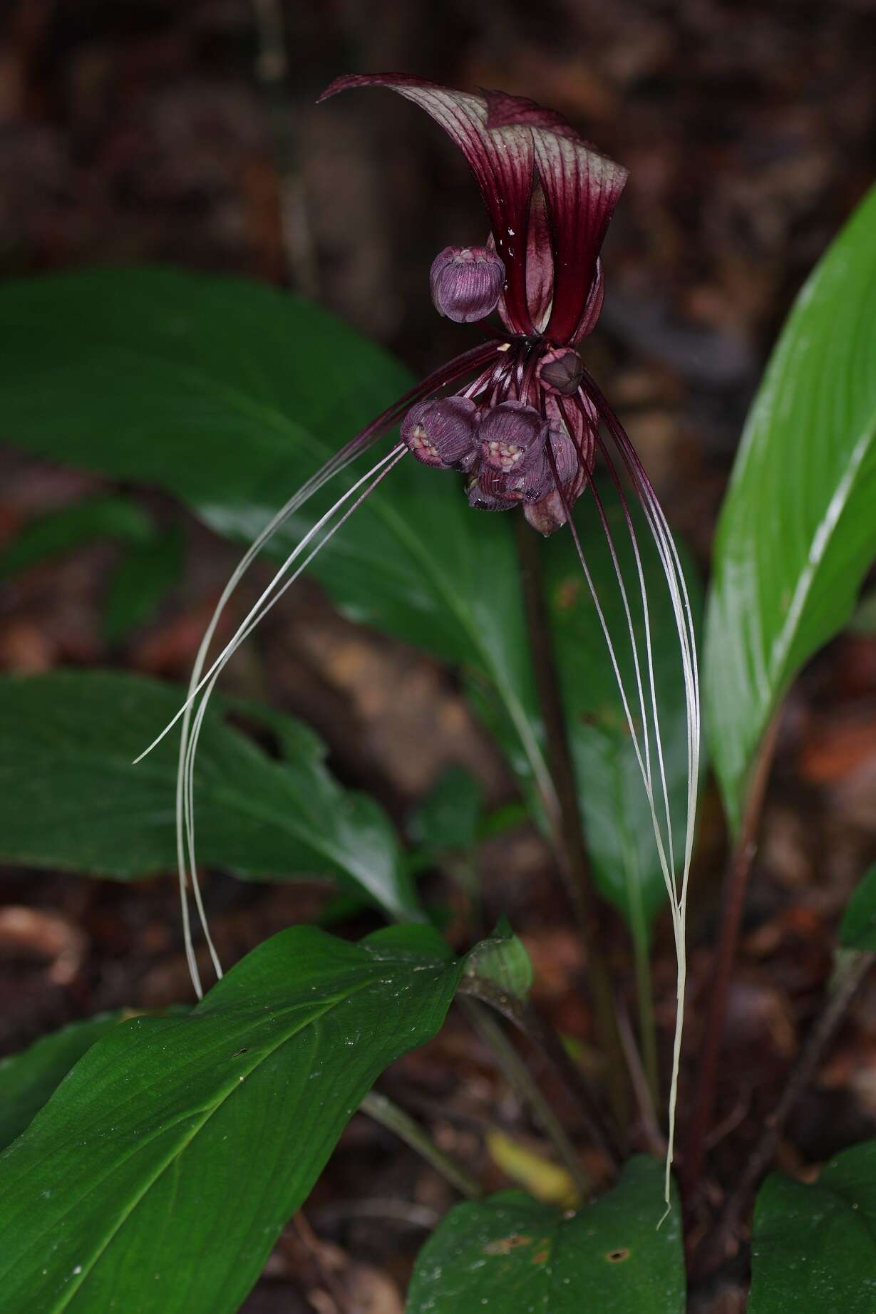 Image of Tacca integrifolia Ker Gawl.