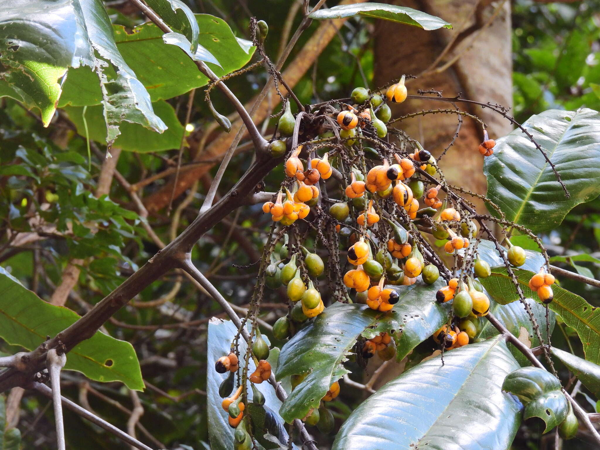 Image of Mischocarpus grandissimus (F. Müll.) Rad Ik.