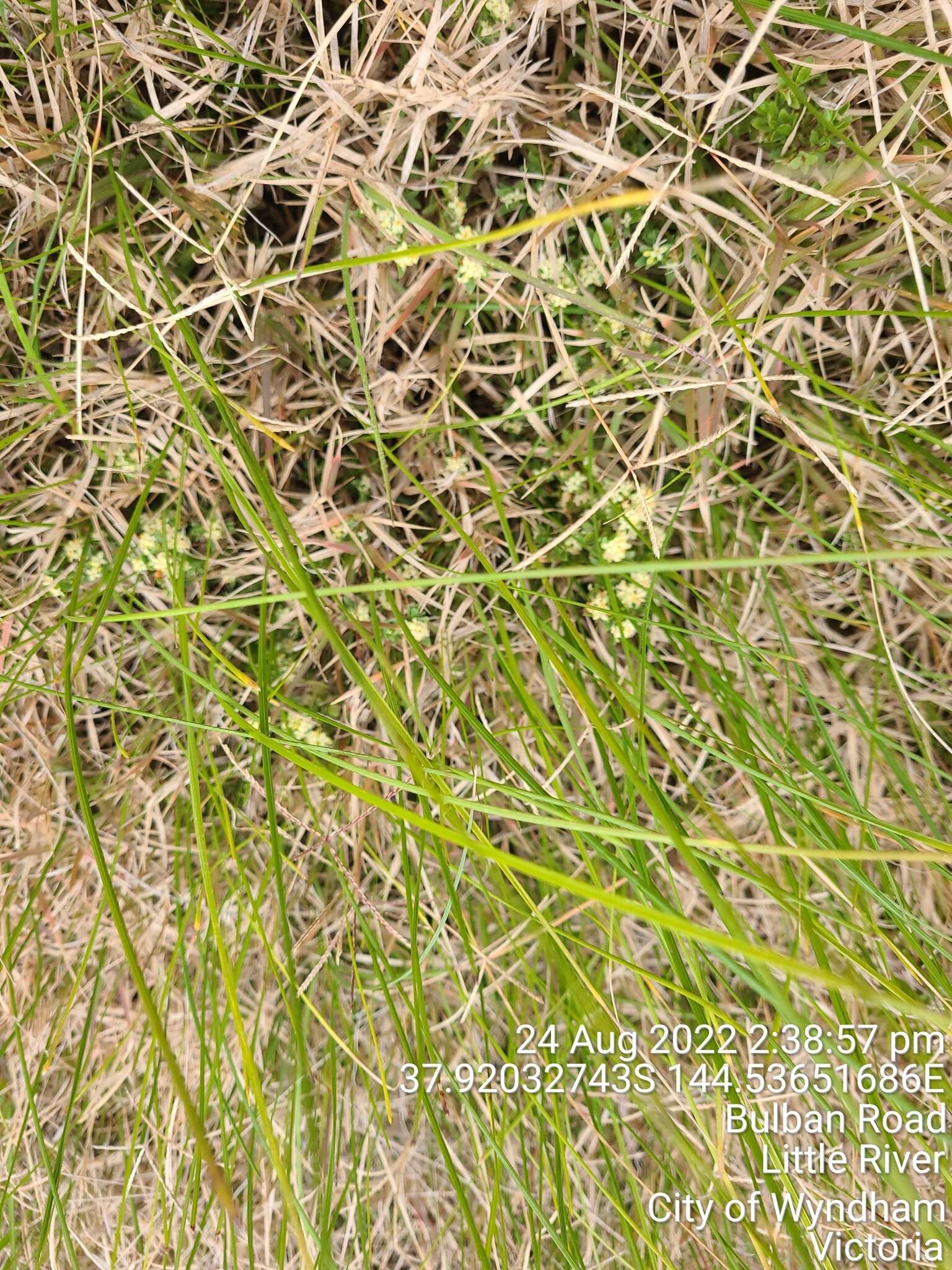 Image of Pimelea spinescens subsp. spinescens