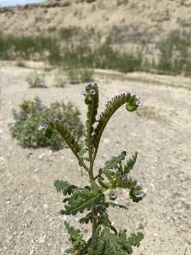 Phacelia denticulata Osterh. resmi