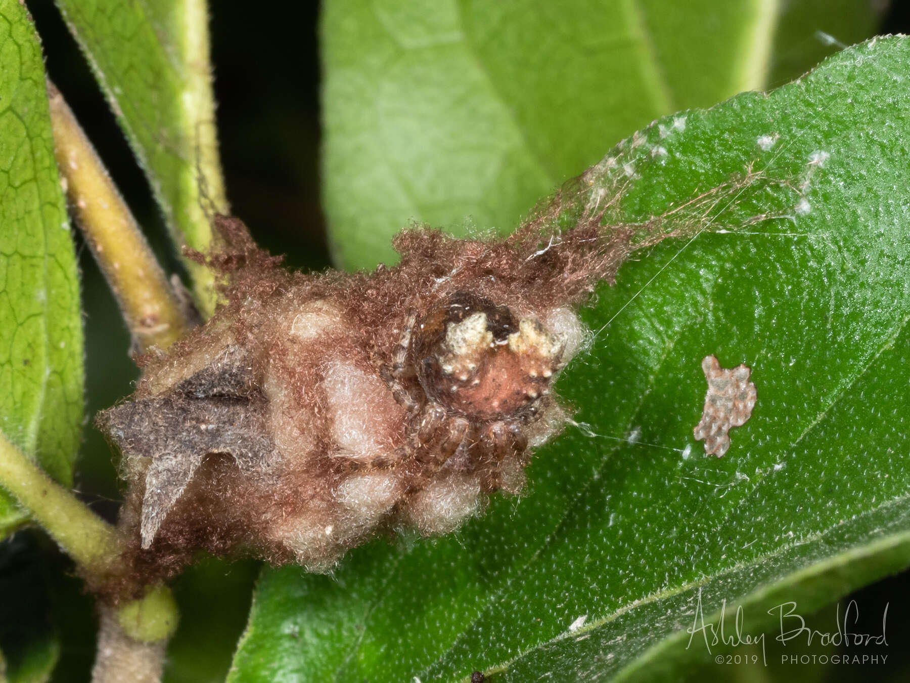 Image of Pale Frilled Orbweaver