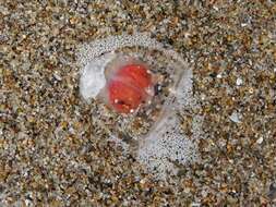 Image of Turritopsis rubra (Farquhar 1895)