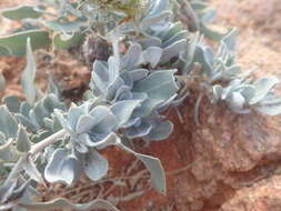 Image of Barleria lichtensteiniana Nees