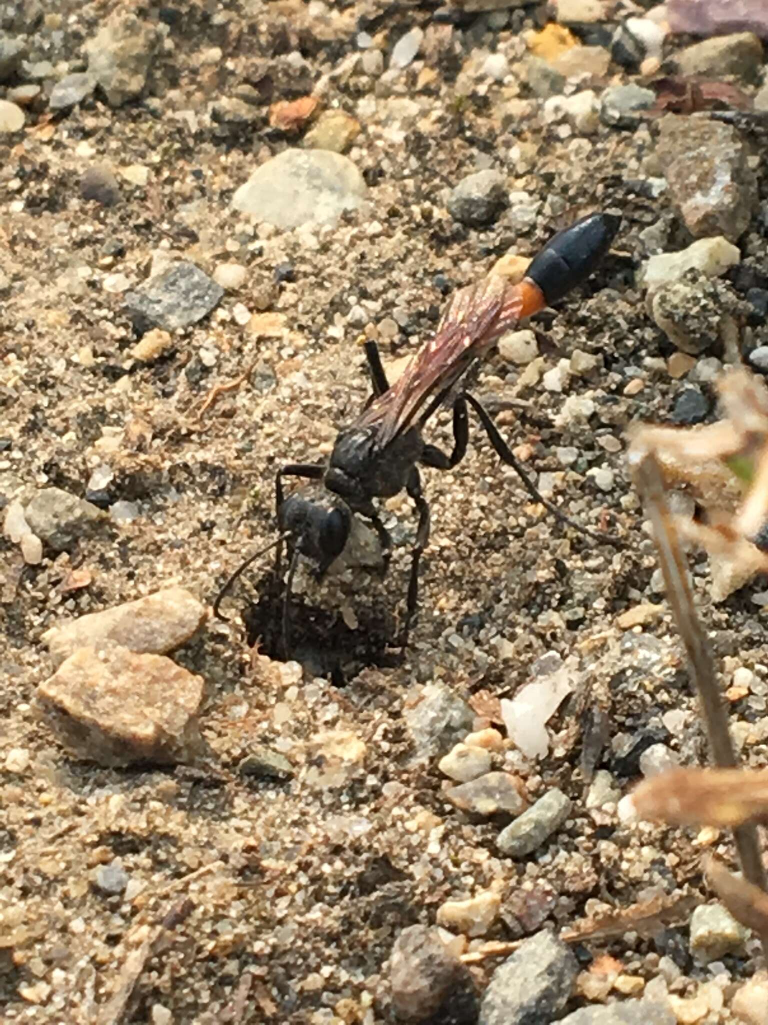 Image de Ammophila azteca Cameron 1888