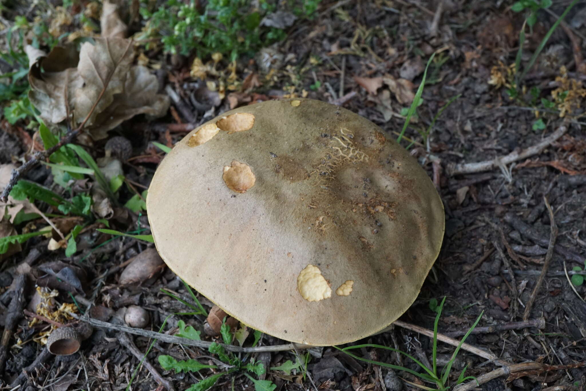 Image of Iodine bolete