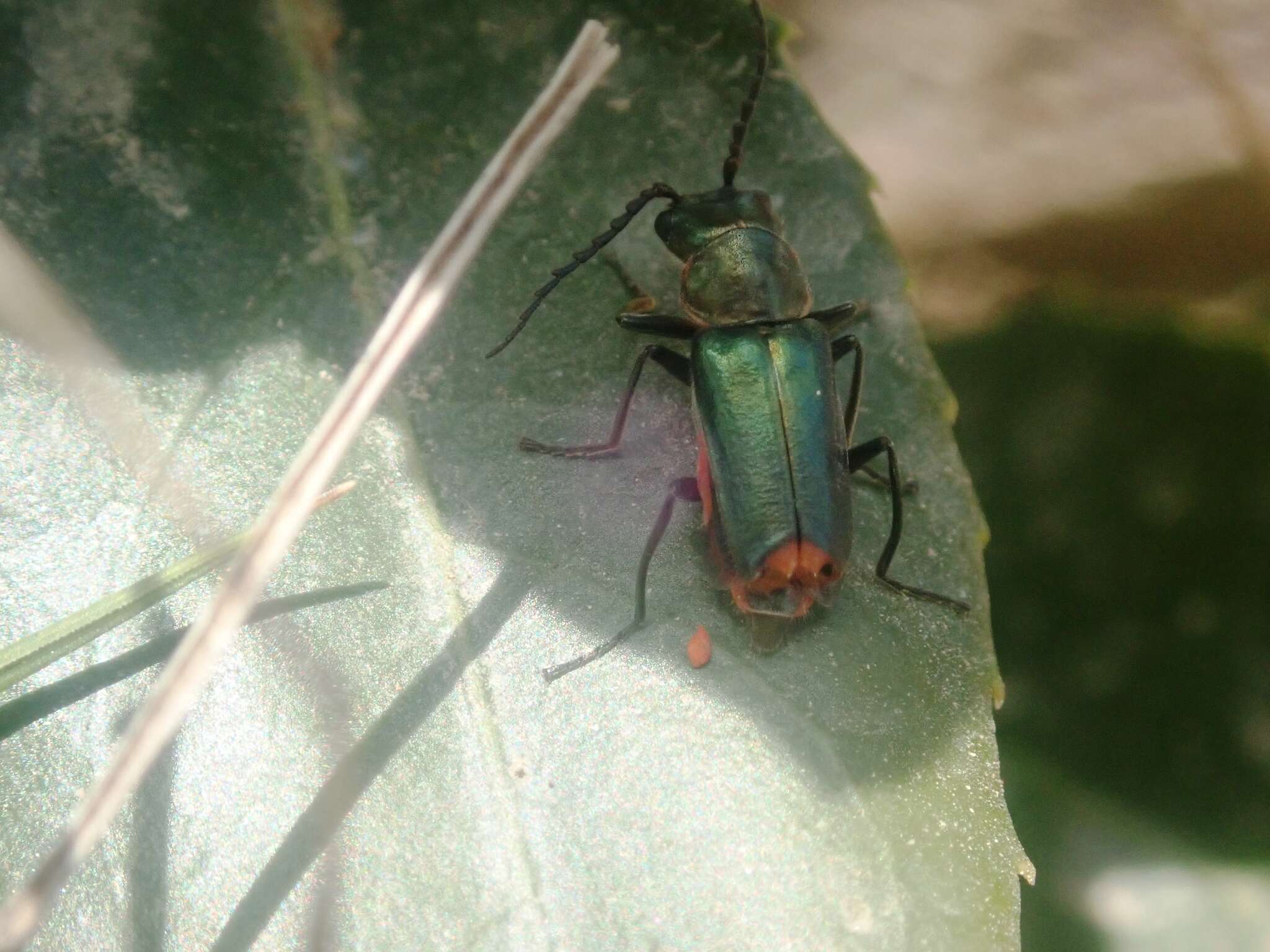 Clanoptilus abdominalis resmi