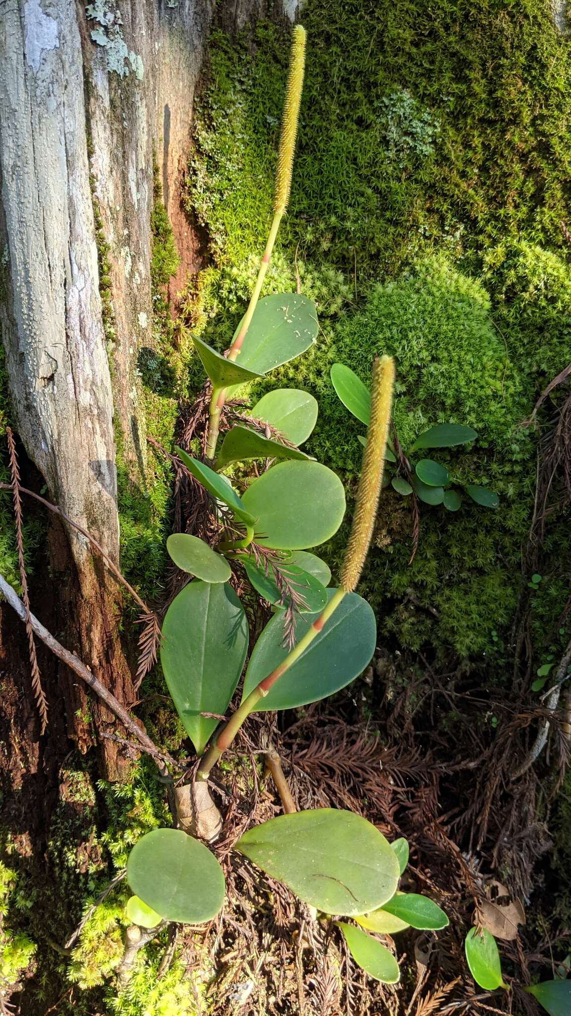 Peperomia obtusifolia (L.) A. Dietr. resmi