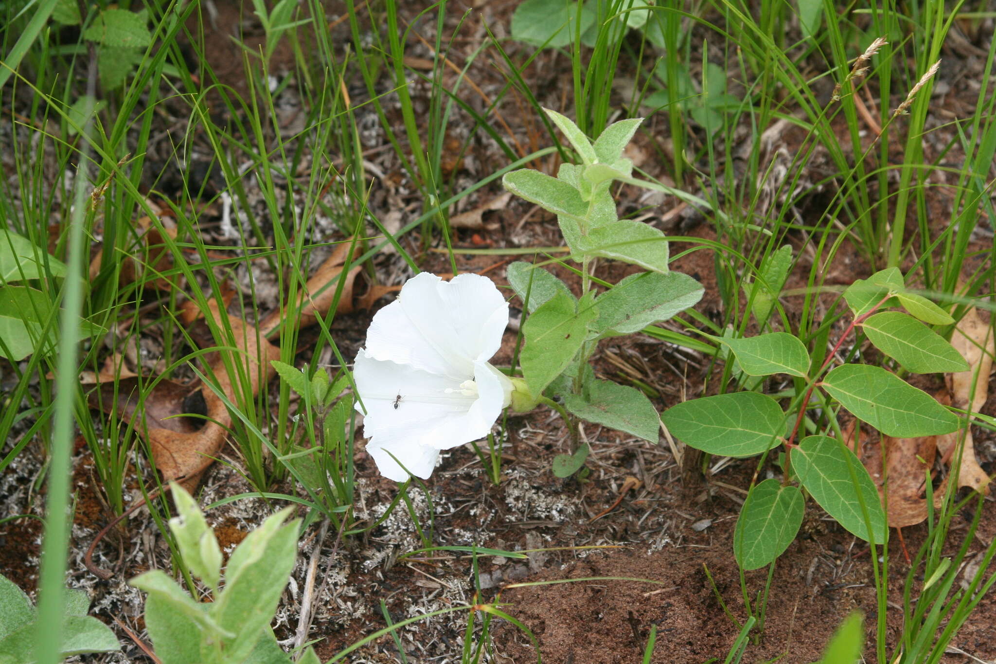 Image of low false bindweed