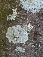 Image of shield lichen