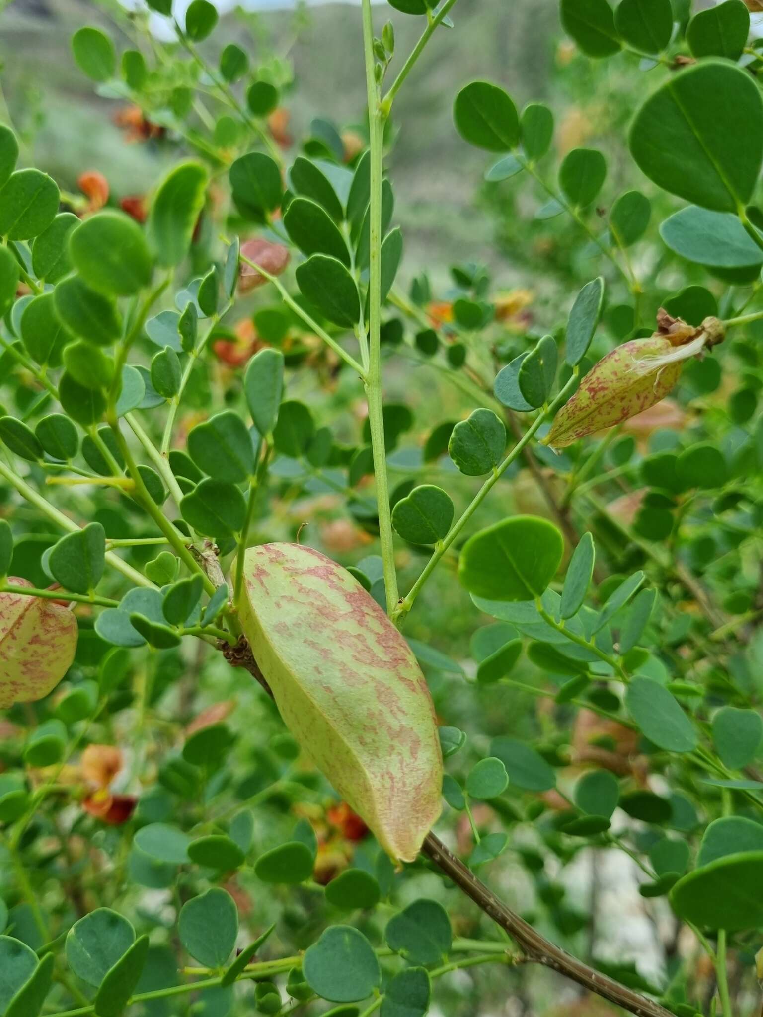 Слика од Colutea orientalis Mill.