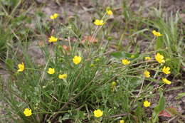 Слика од Ranunculus multifidus Forsk.