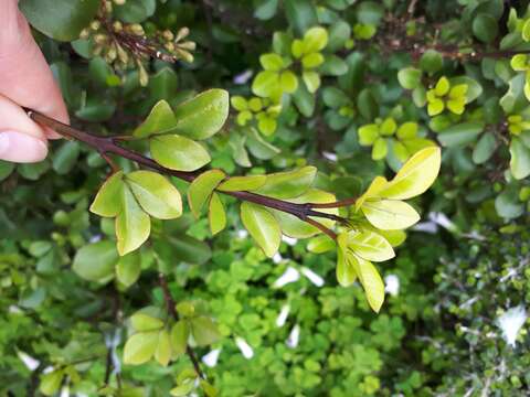 Image of Melicope mantellii Buchanan