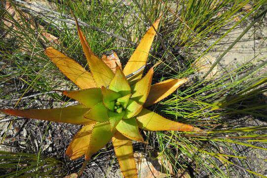 Image of Aloe lineata var. muirii (Marloth) Reynolds