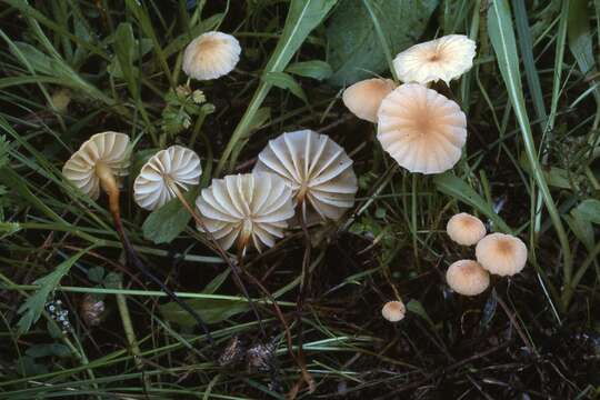 Image of Marasmius ventalloi Singer 1947