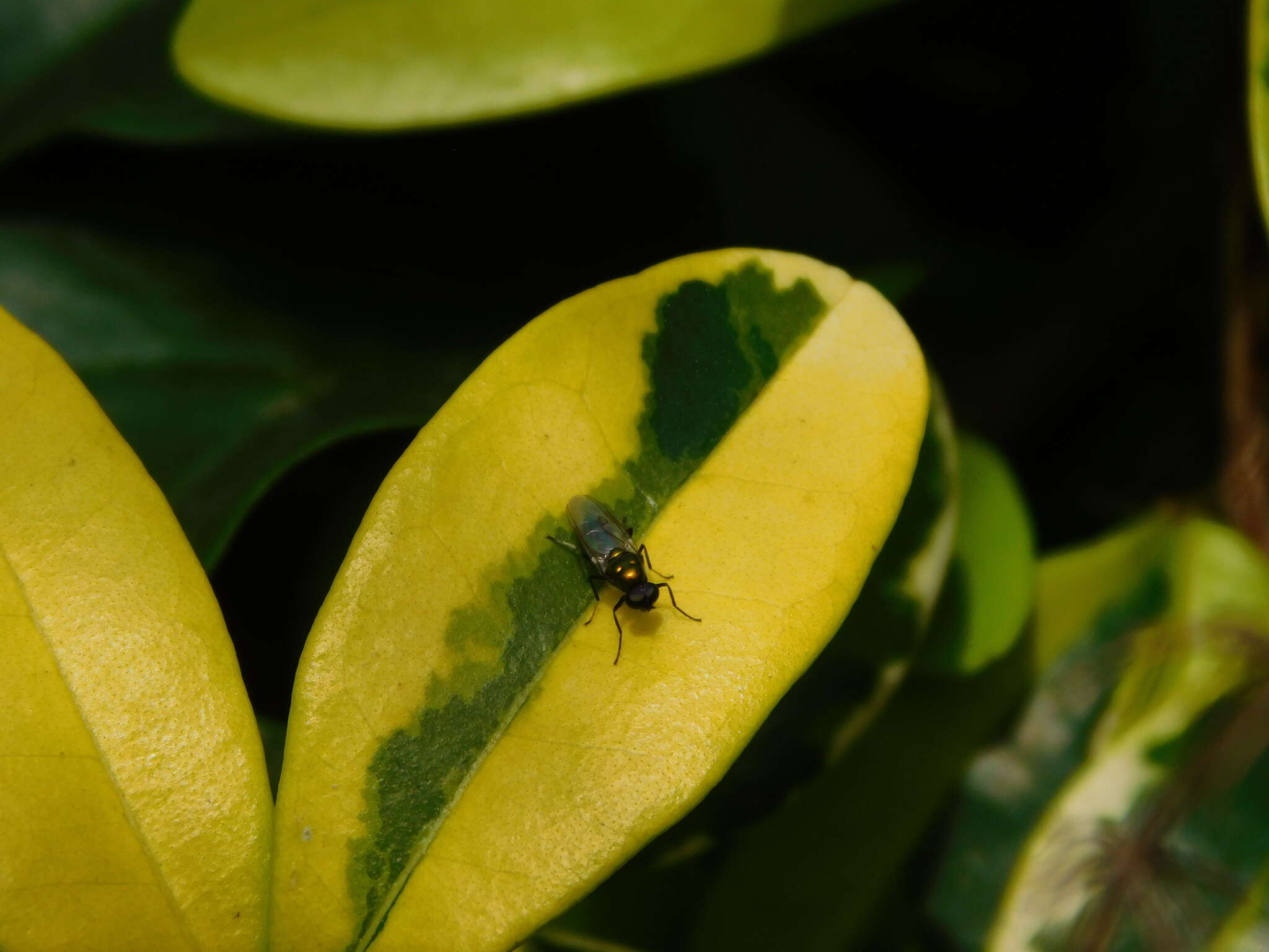 Imagem de Prosopochrysa vitripennis (Doleschall 1856)