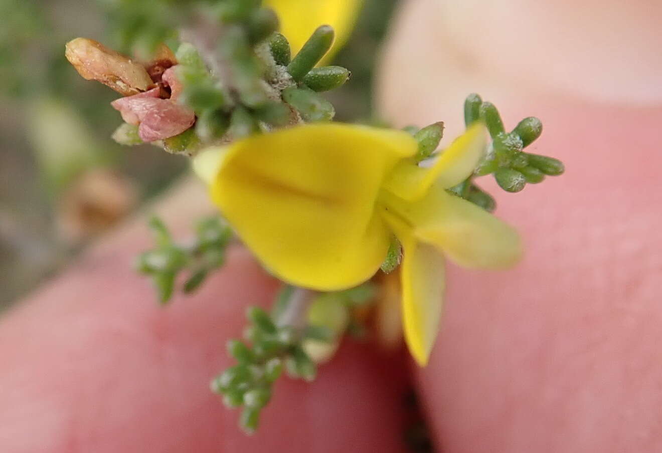 Image of Aspalathus smithii R. Dahlgren