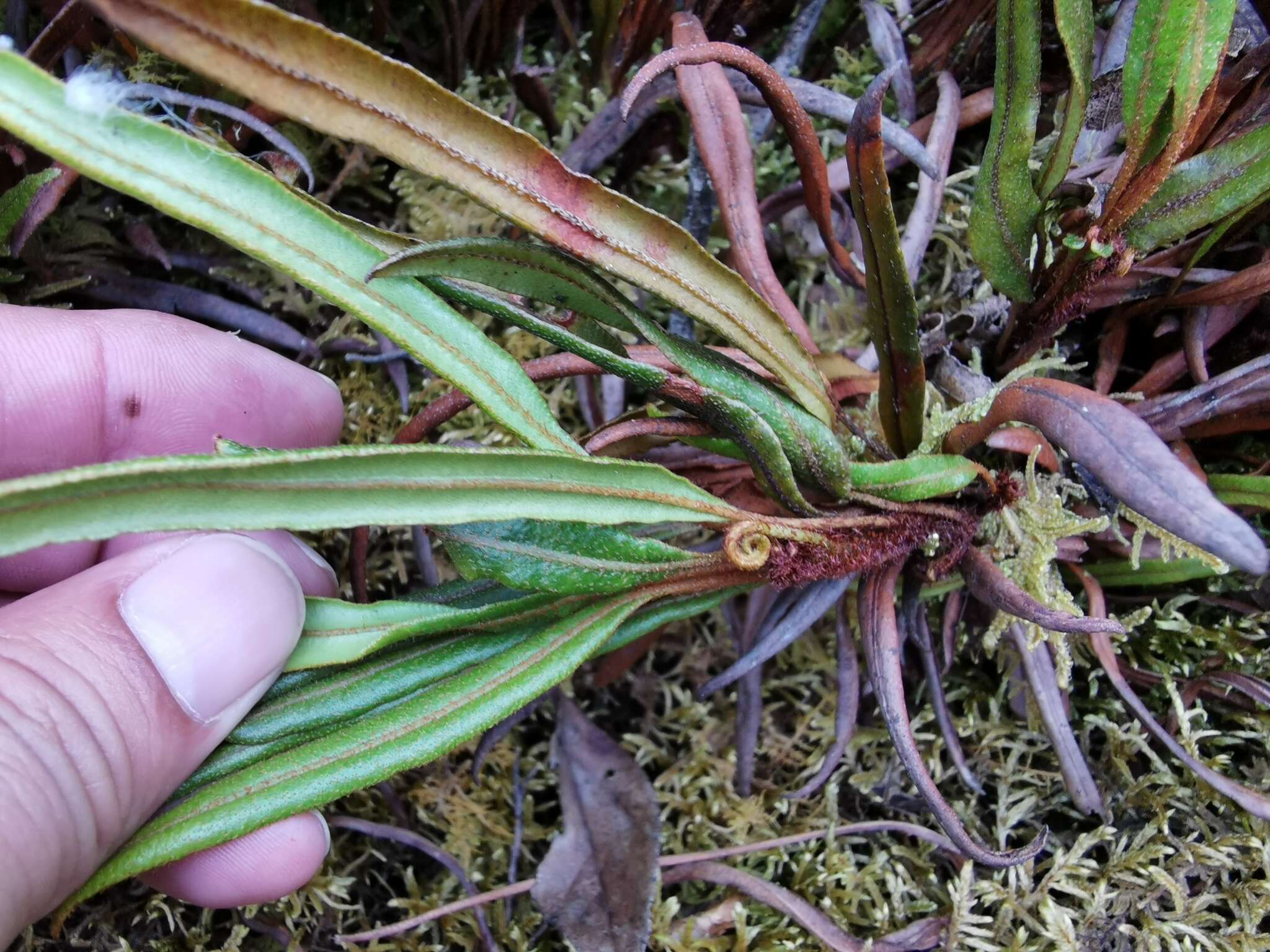 Image of Elaphoglossum gayanum (Fée) Moore