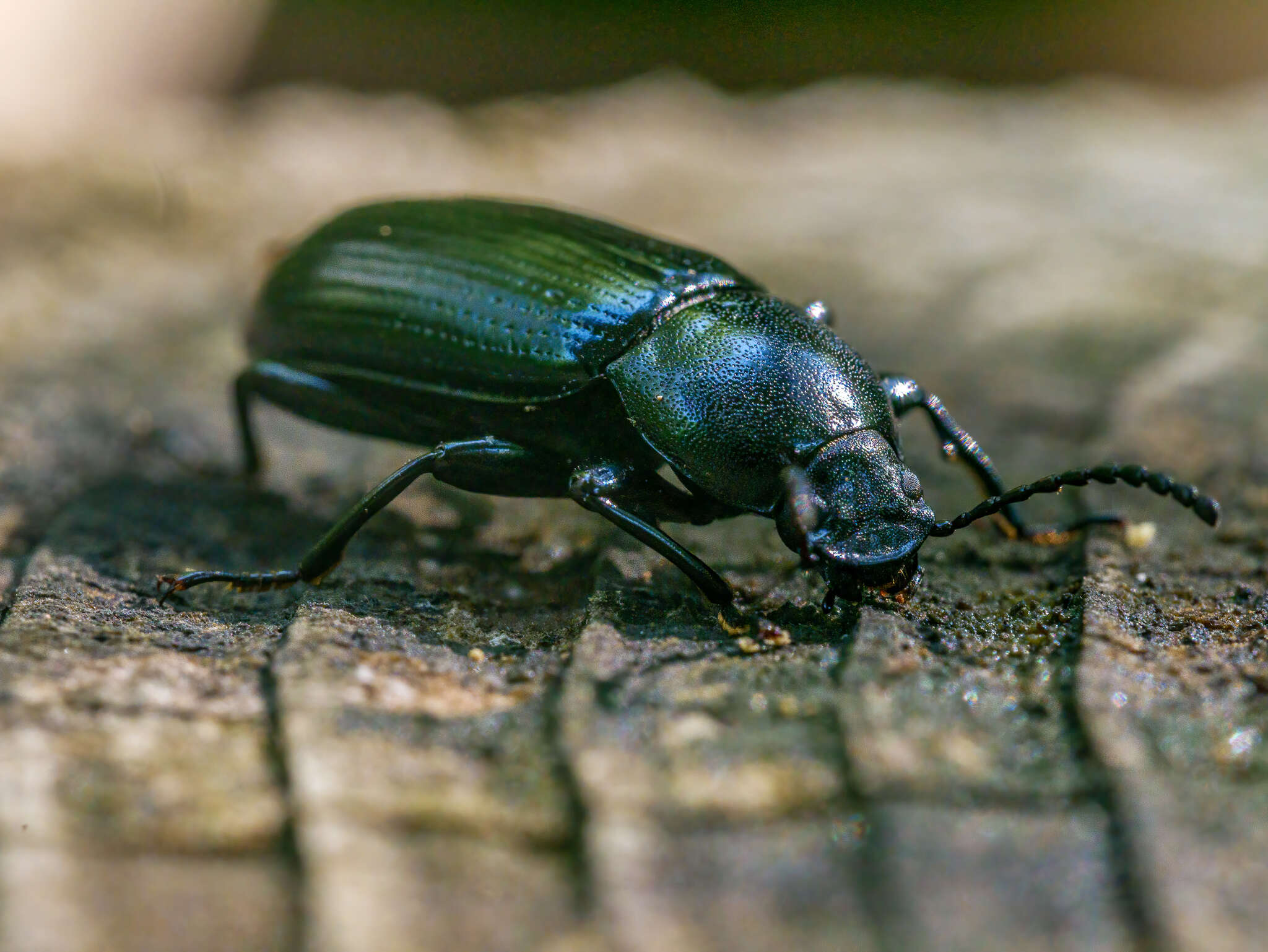 Image of Centronopus (Menechides) calcaratus (Fabricius 1798)