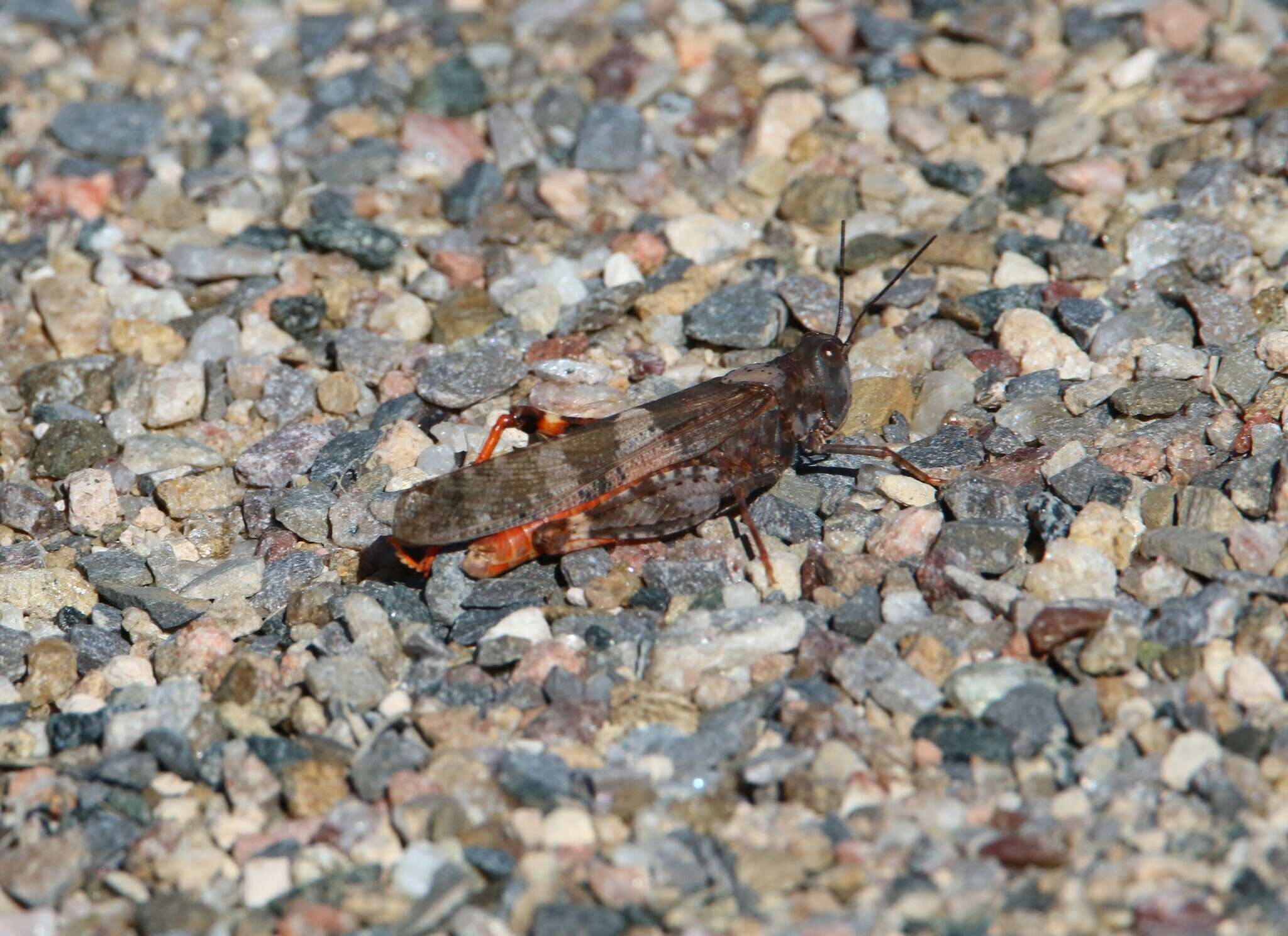 Trimerotropis melanoptera McNeill 1901 resmi