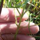 Image of Ten-Lobe False Foxglove