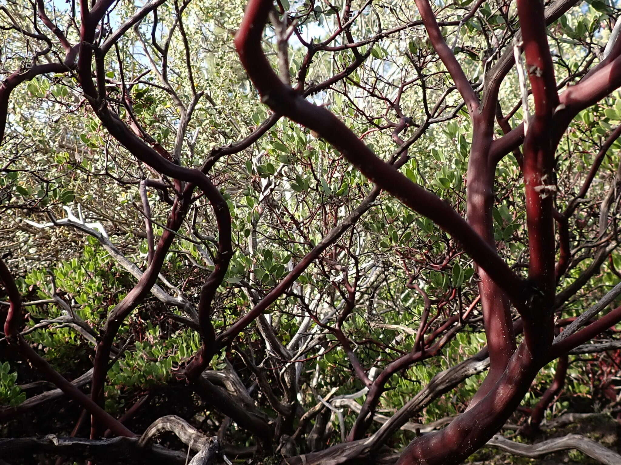 Слика од Arctostaphylos densiflora M. S. Baker