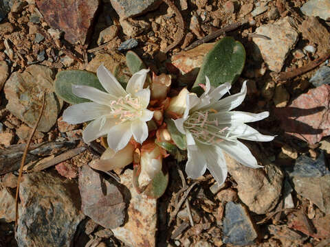 Image of Kellogg's lewisia