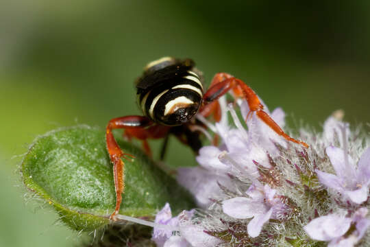 Imagem de Nomada rufipes Fabricius 1793