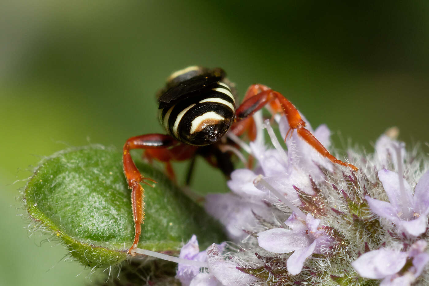 Image of Nomada rufipes Fabricius 1793