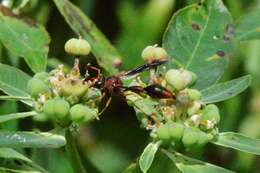 Image of Potter wasp