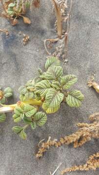 Plancia ëd Amaranthus watsonii Standl.