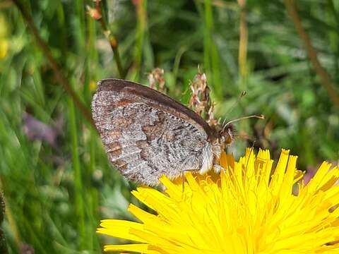 صورة Erebia cassioides Esper 1790