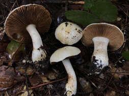 Image of Cortinarius albofragrans Ammirati & M. M. Moser 1997