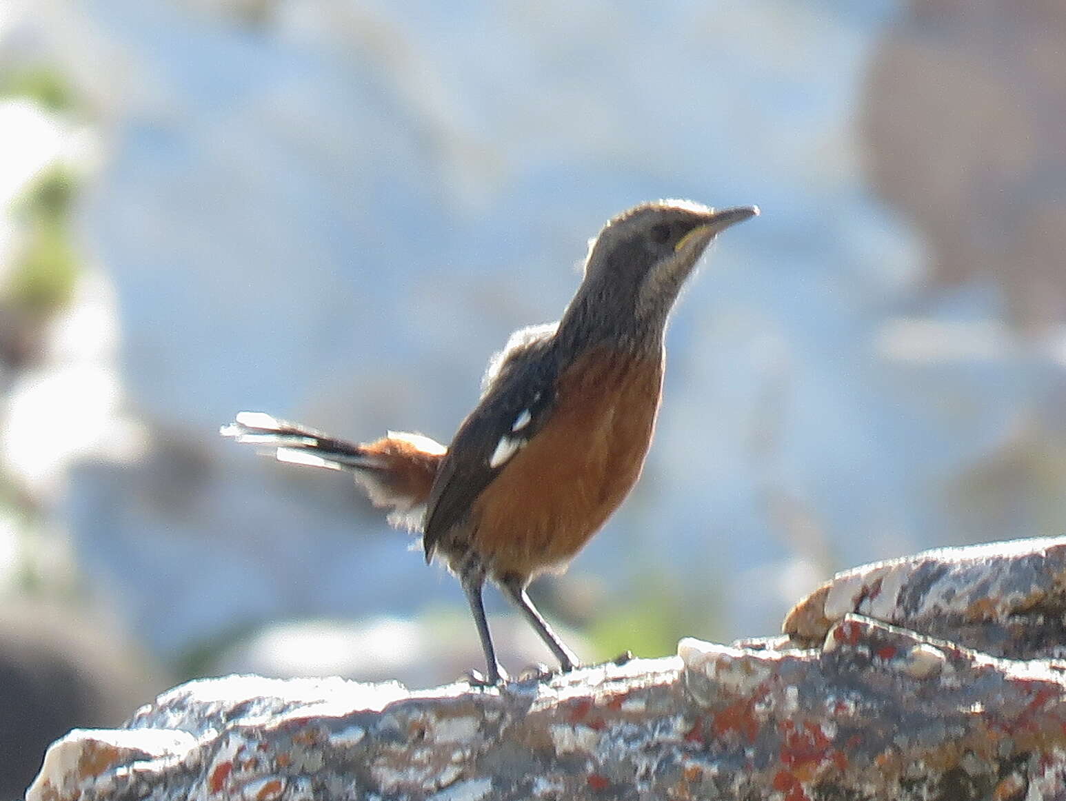 Image of Cape Rock-jumper