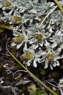 Image of Argyrotegium nitidulum (Hook. fil.) J. M. Ward & Breitw.