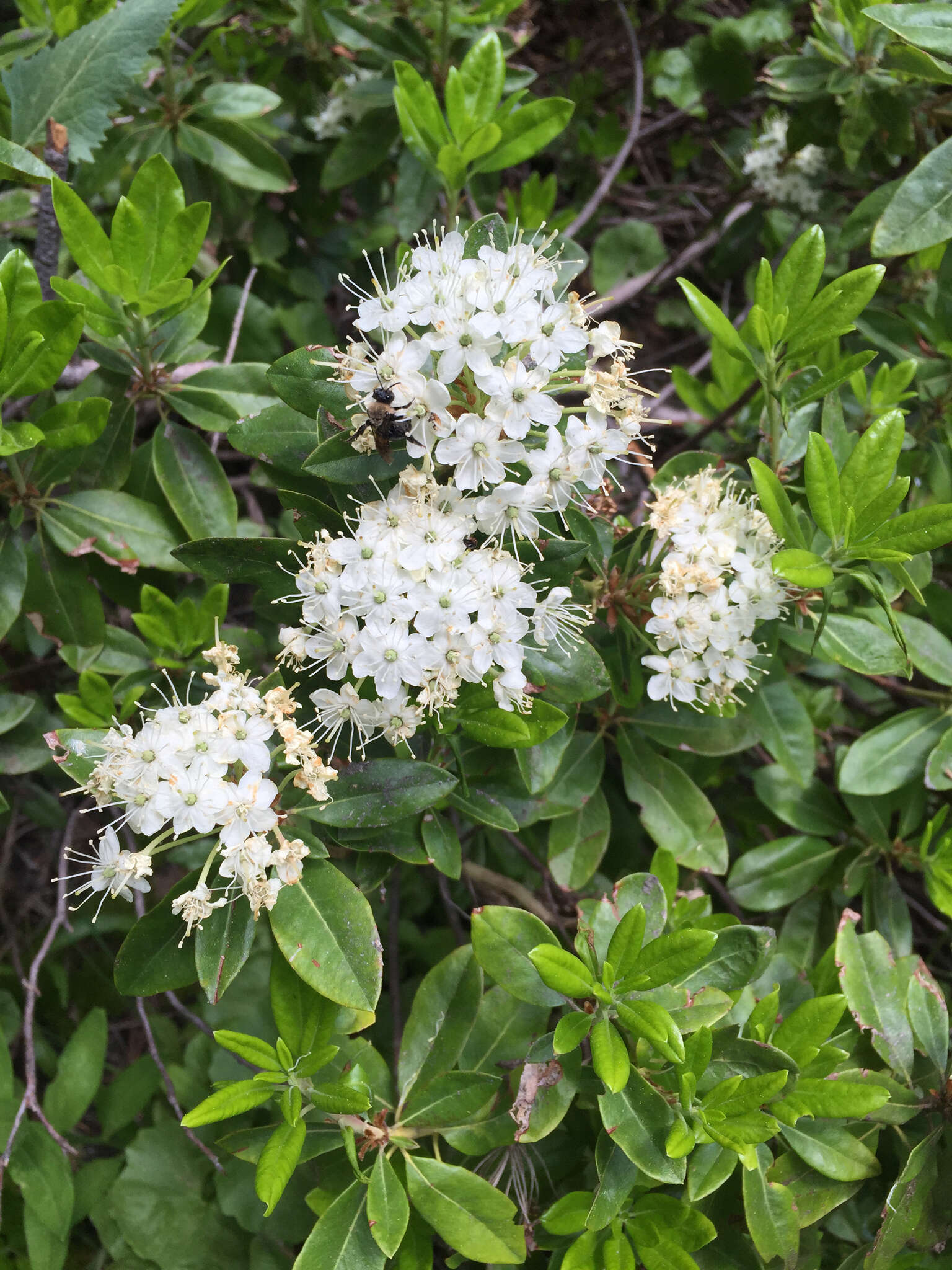 Image de Rhododendron columbianum (Piper) Harmaja